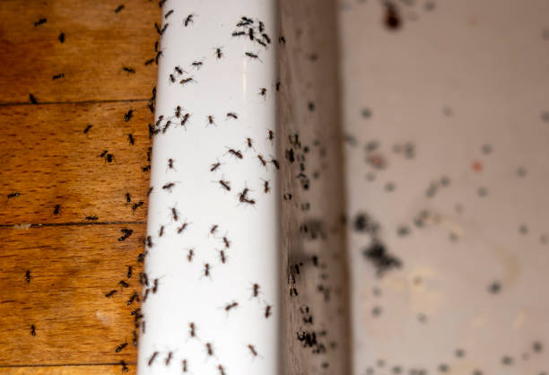 Professional Pest Control in Kidron, OH