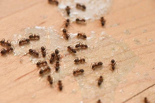 Best Affordable Pest Control Services  in Kidron, OH